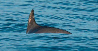 Los científicos hallan 13 vaquitas marinas en el Golfo de California, la población más grande desde 2021