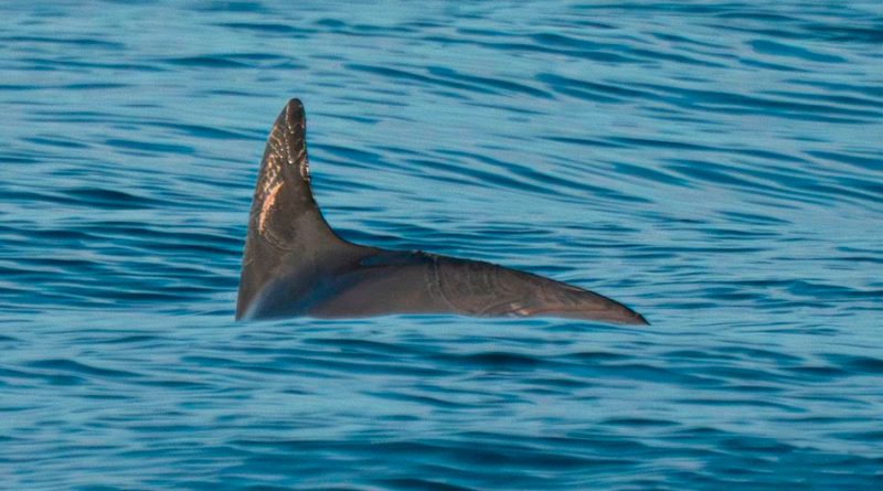 Los científicos hallan 13 vaquitas marinas en el Golfo de California, la población más grande desde 2021
