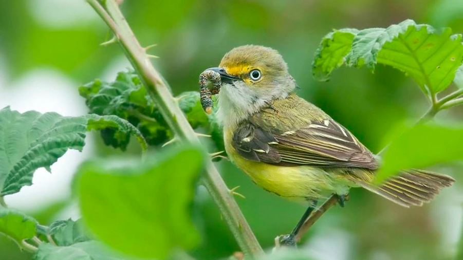 Las aves crían menos porque no se adaptan a la primavera adelantada