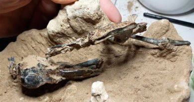 Hallan en Argentina fósil de pájaro carpintero de hace 200 mil años