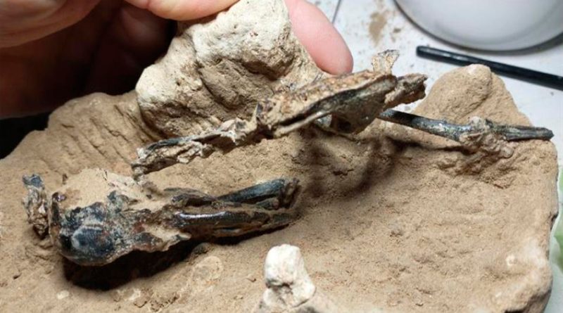 Hallan en Argentina fósil de pájaro carpintero de hace 200 mil años