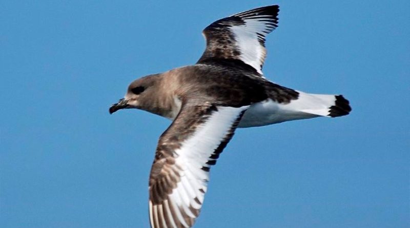 Aves marinas en riesgo visitan puntos remotos con residuos plásticos