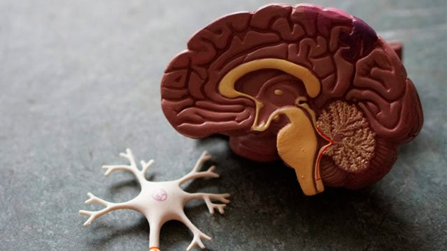 Un estudio demuestra que la región de la amígdala cerebral es clave en Alzheimer