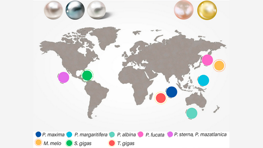 Perlas: tesoros de los moluscos