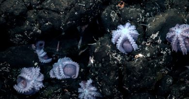 En Costa Rica, investigadores descubren una nueva especie de pulpo a más de 2.800 metros bajo el mar
