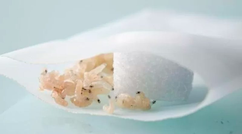 La milenaria técnica para curar heridas con larvas vivas que se está usando ante la escasez de antibióticos