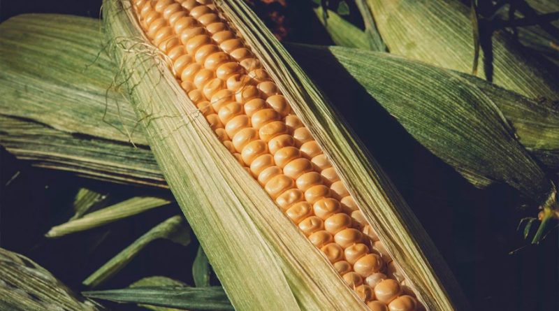La ciencia mexicana se suma a la lucha por reducir la importación de maíz transgénico desde EU