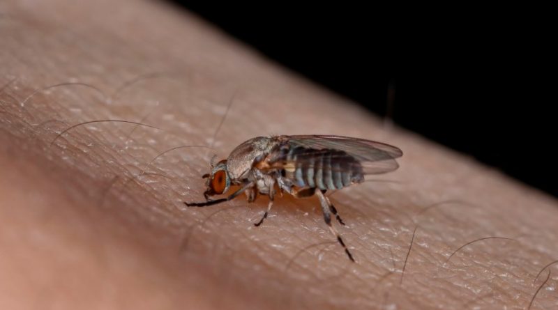 'Es una picadura muy dolorosa': las temibles consecuencias de la plaga de la mosca negra