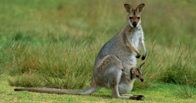 Por qué no hay canguros fuera de Australia