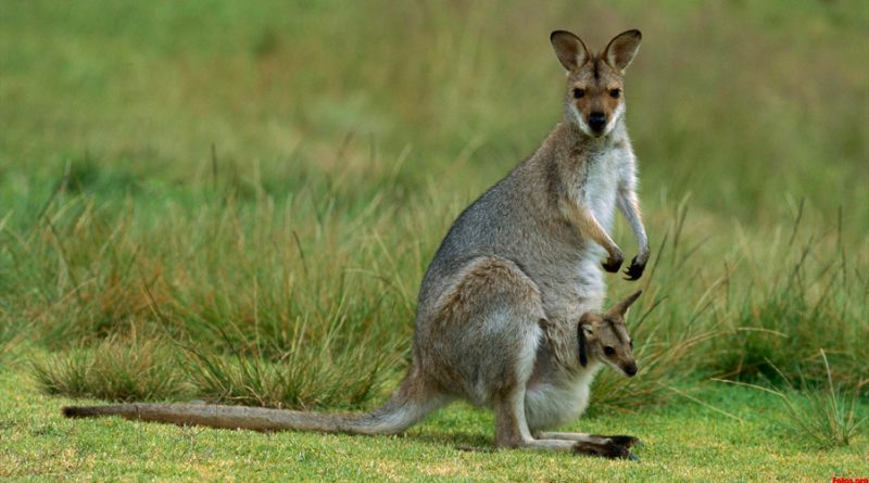 Por qué no hay canguros fuera de Australia