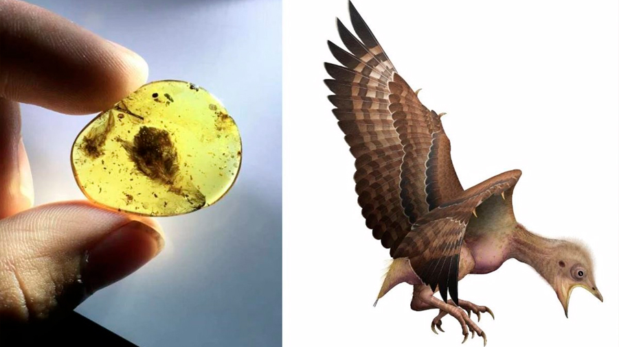 Explicación a por qué algunos dinosaurios sobrevivieron como aves