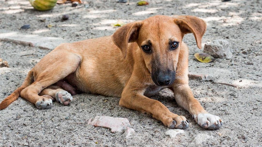 Los perros callejeros pueden distinguir las expresiones faciales de los humanos