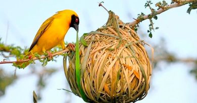 La forma del pico indica el material que las aves usan en los nidos