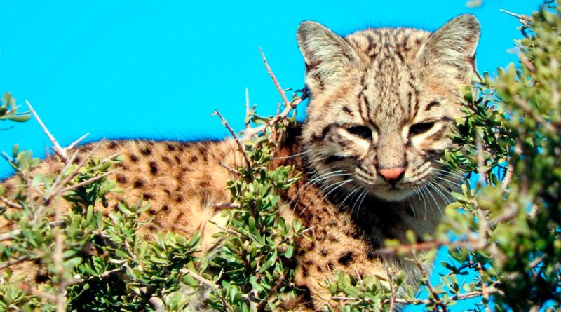 Histórico: científicos descubren enigmática especie de felino en Colombia