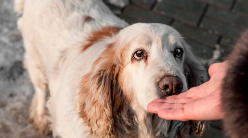 Entrenan perros para olfatear enfermedades
