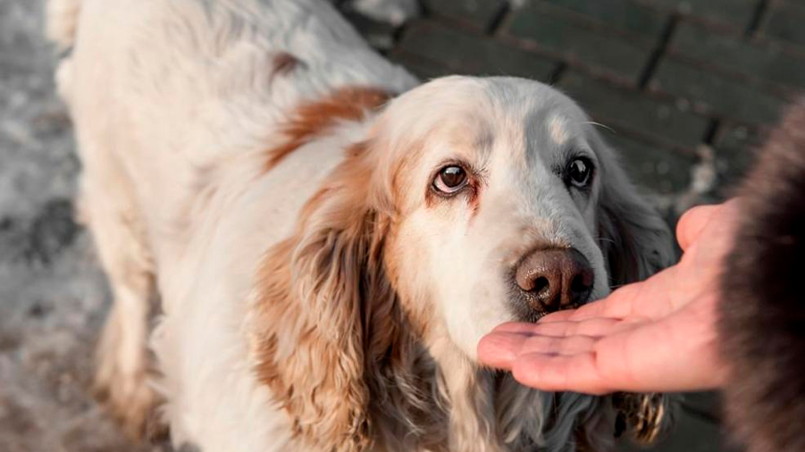 Entrenan perros para olfatear enfermedades