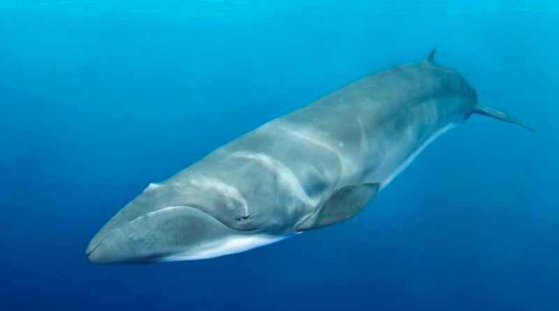 Descifran orígenes evolutivos de la ballena más pequeña barbada