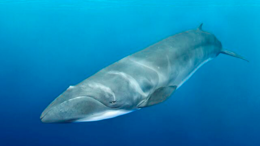 Descifran orígenes evolutivos de la ballena más pequeña barbada
