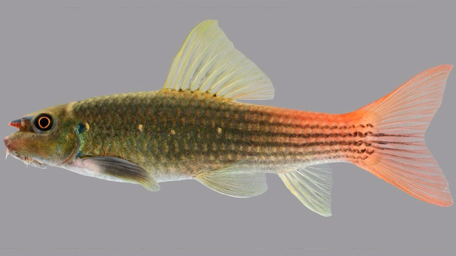 Un popular pez de acuario no había sido descrito por la ciencia
