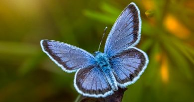 La ciencia abre la puerta a 'resucitar' a una mariposa extinta tras recuperar su genoma