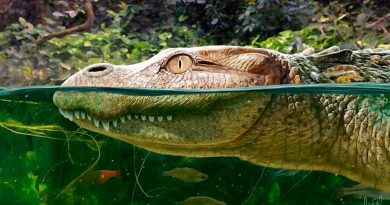 Identifican una nueva especie extinta de caimán asiático