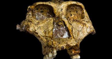 Hallan en un fósil los datos genéticos más antiguos de un pariente humano