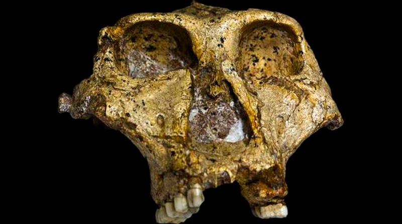 Hallan en un fósil los datos genéticos más antiguos de un pariente humano