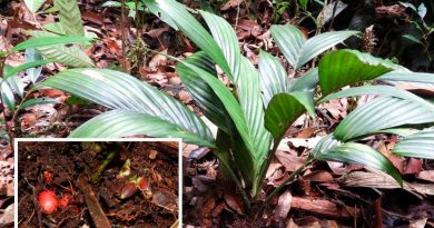 Descubren en Borneo la única especie de palmera del mundo que florece y fructifica bajo tierra