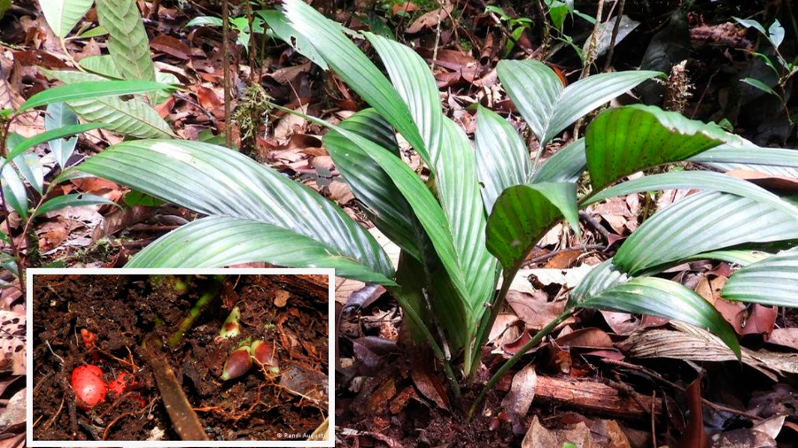 Descubren en Borneo la única especie de palmera del mundo que florece y fructifica bajo tierra