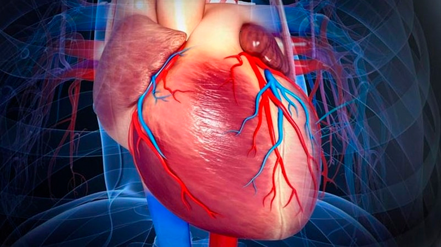 Un detallado mapa de células cardíacas da nuevas pistas sobre el latido del corazón