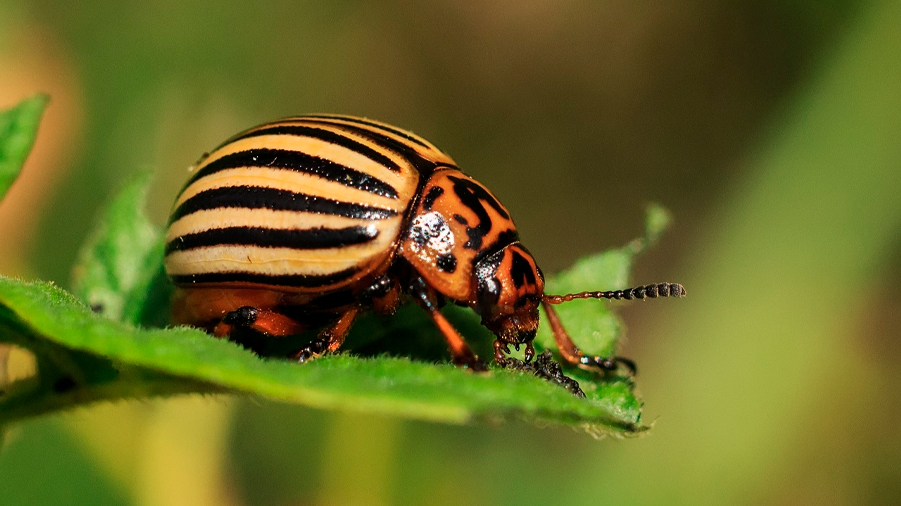 La contaminación pone camino a la extinción a los insectos a escala global