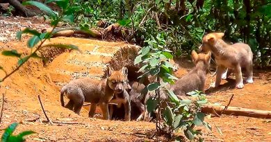 Nace una camada de siete lobos grises mexicanos