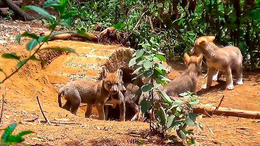Nace una camada de siete lobos grises mexicanos