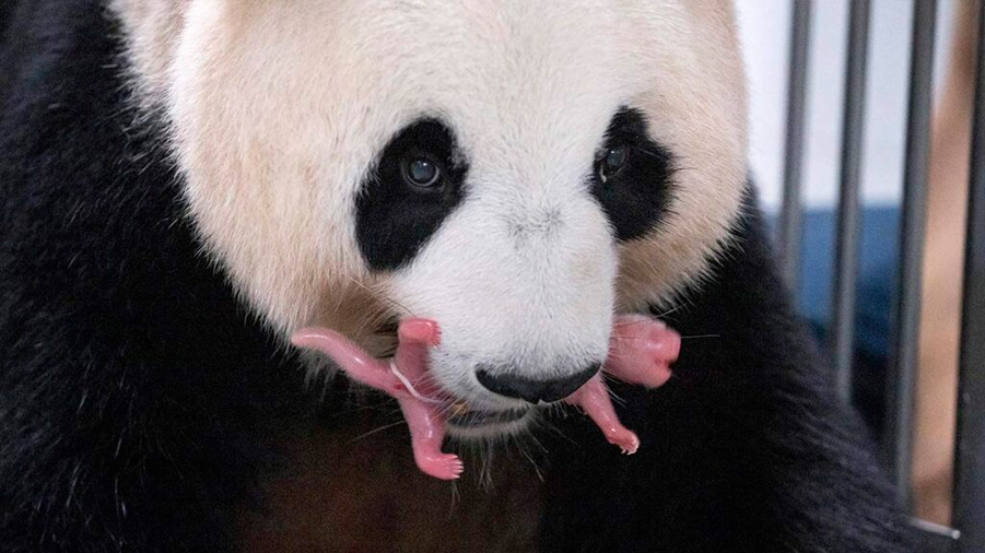 Nacen los primeros pandas gigantes gemelos en Corea del Sur; así lucen