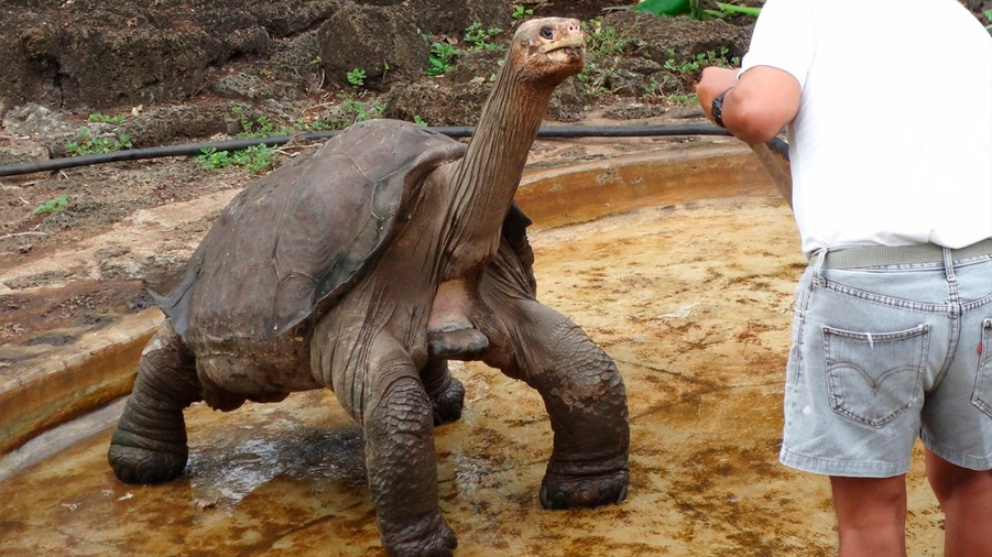 'Solitario George', la última tortuga de Galápagos de su tipo, protagonizará corto animado