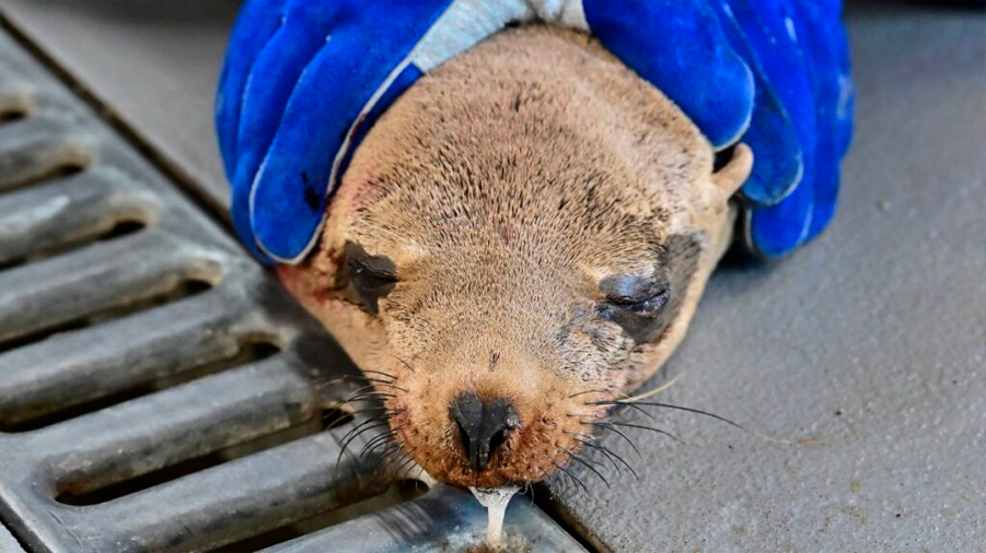 Intoxicación sin precedentes de animales marinos desborda voluntarios en California