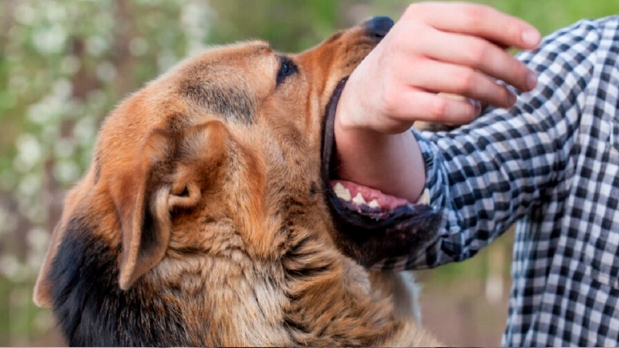 Descubren que los perros muerden más en días muy calurosos