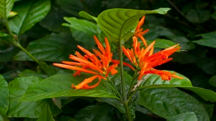 La magnífica planta mexicana que regenera la sangre