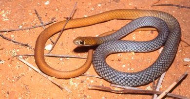 Descubren en Australia una nueva especie de serpiente venenosa