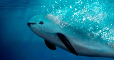 ¿La vaquita marina puede salvarse de la extinción? Especies mexicanas que podrían desaparecer