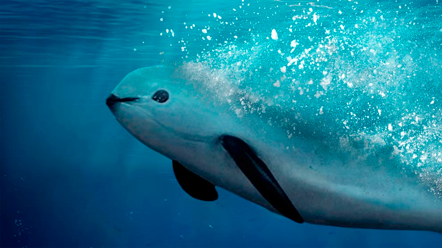 ¿La vaquita marina puede salvarse de la extinción? Especies mexicanas que podrían desaparecer