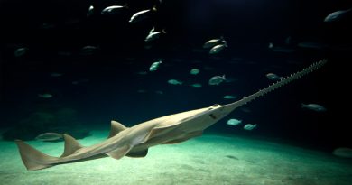 Crean mapa de la presencia histórica del tiburón sierra en la Península de Yucatán