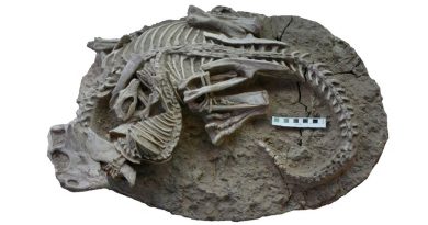 Fósil sugiere que mamíferos primitivos cazaban dinosaurios