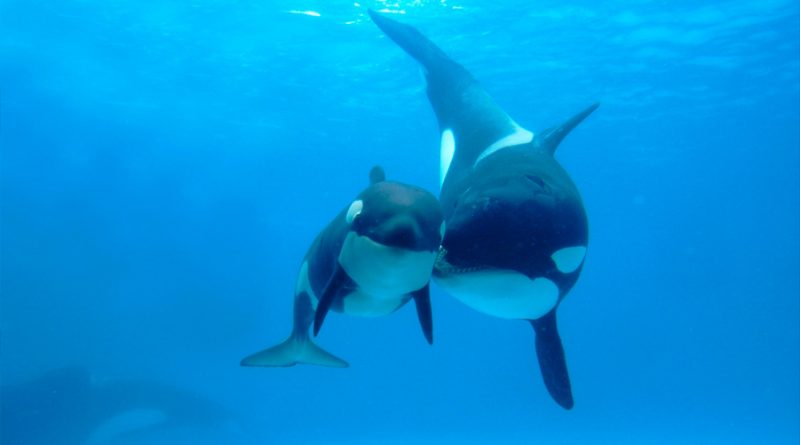 Las orcas posmenopáusicas protegen a sus hijos machos de los ataques de otras orcas