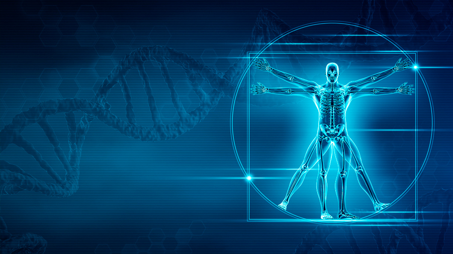 Identifican los genes que dieron forma al esqueleto para caminar