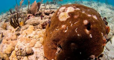 Los corales de Florida también se resienten por una ola de calor extremo