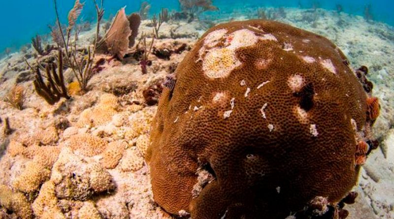 Los corales de Florida también se resienten por una ola de calor extremo