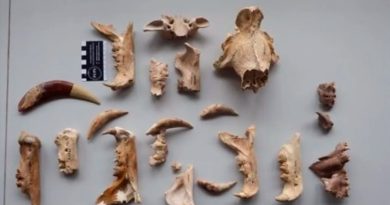 Descubren dos nuevas especies de tigre dientes de sable de hace 5 millones de años en Sudáfrica