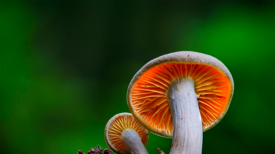 Descubren como los hongos pueden vivir cientos de años sin contraer cáncer