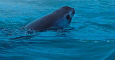 Evaluará EU a México sobre protección y medidas pendientes de la vaquita marina